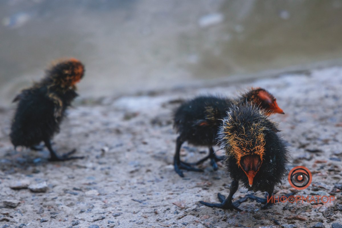 Красавчики