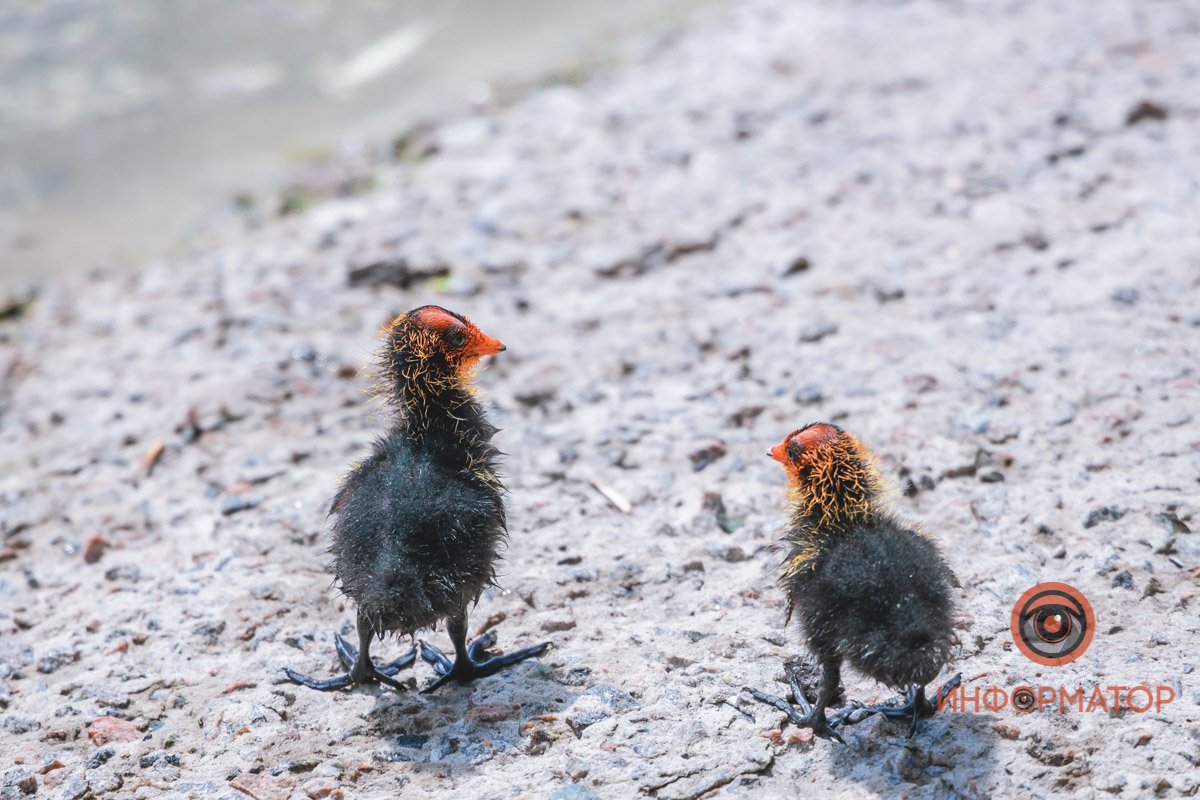 Разведывают территорию