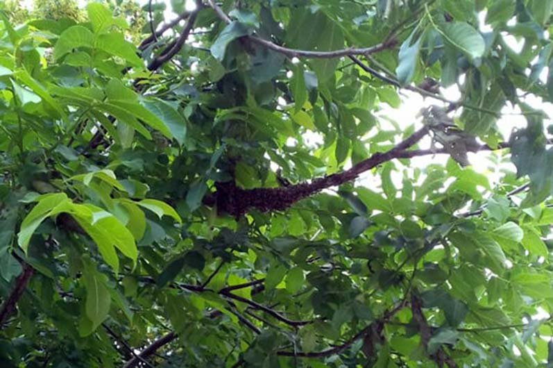 В Днепре рой пчел "поселился" во дворе жилого дома и жалил местных жителей 1