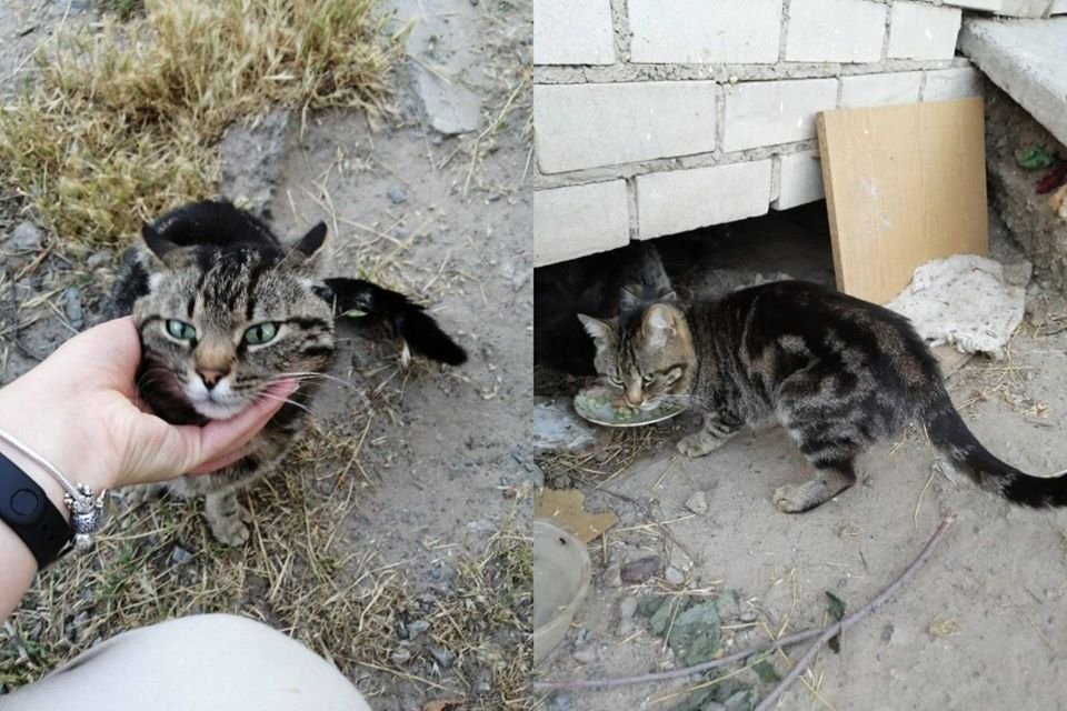 В Днепре пропало много животных: помогите найти 5