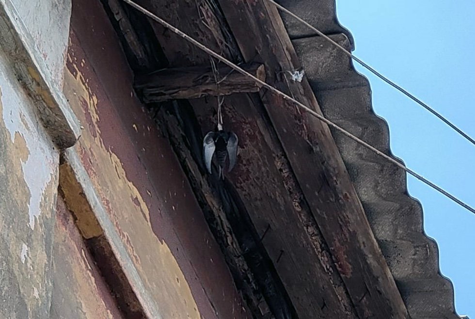 Ласточка запуталась в нити Ласточка запуталась в нити