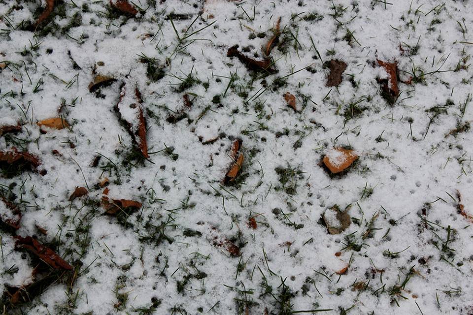 15226352_1359866540691869_104897064_n