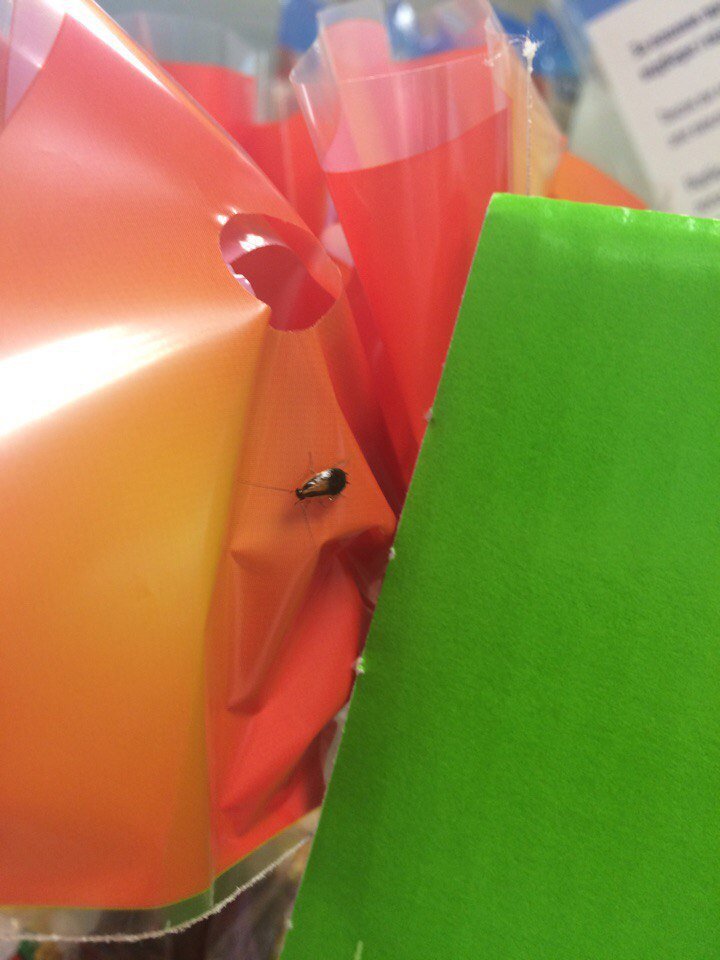 В каком из супермаркетов Днепра поселились тараканы (ФОТО) 1