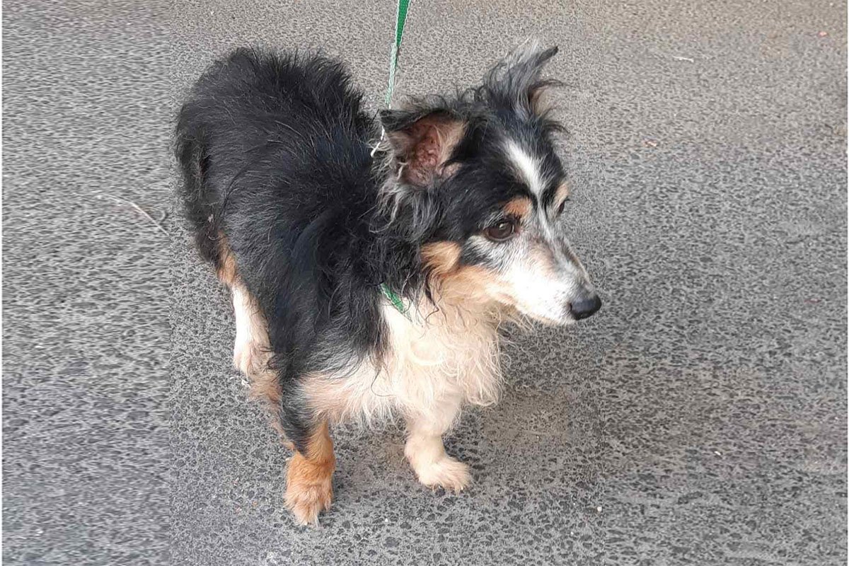 одя - яркий, веселый пес, безмерно ласковых и умный. Ему около 8-ми лет