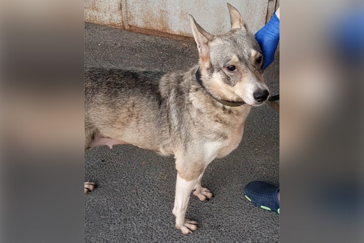 Дарина - метис хаски, очень ласковая и умная девочка. Ей 7 лет, покладистый характер