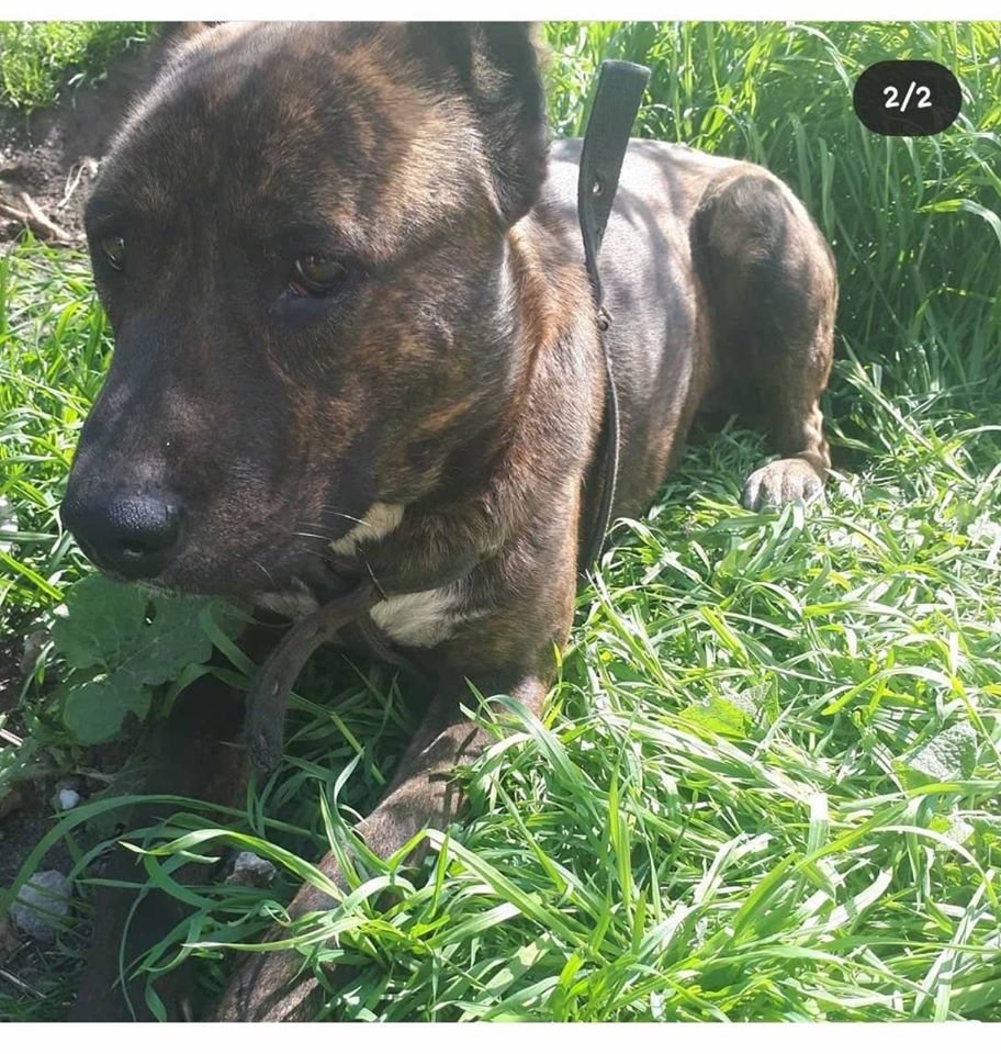 В Днепре пропало много животных: помогите найти 1