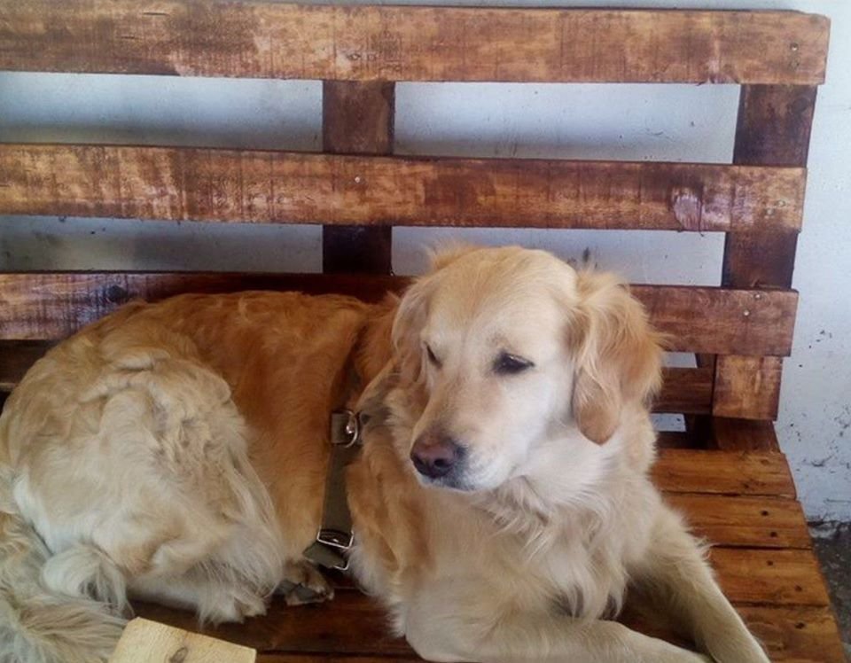 В Днепре пропало много животных: помогите найти 2