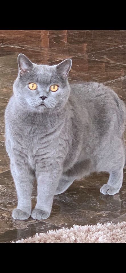 В Днепре пропало много животных: помогите найти 3