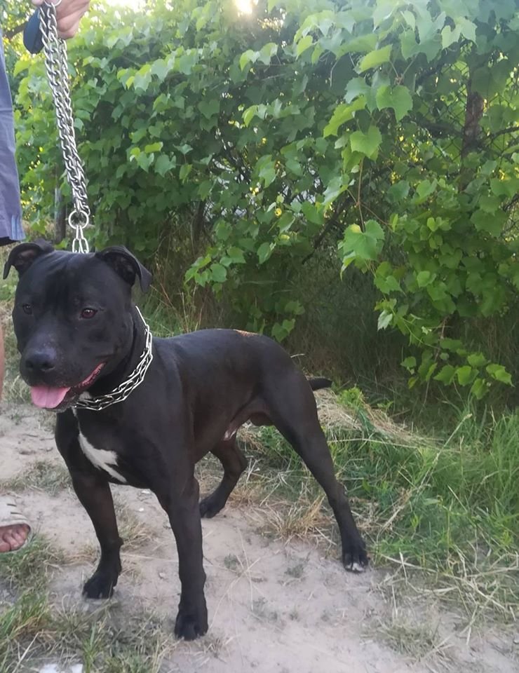 В Днепре пропало много животных: помогите найти 4