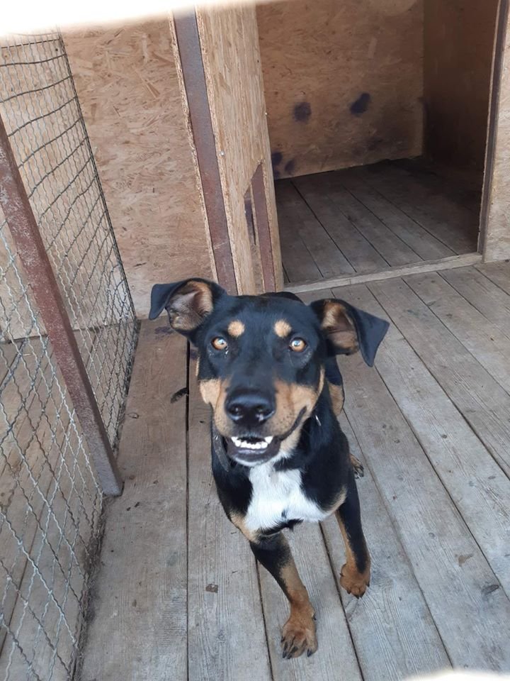 В Днепре пропало много животных: помогите найти 5