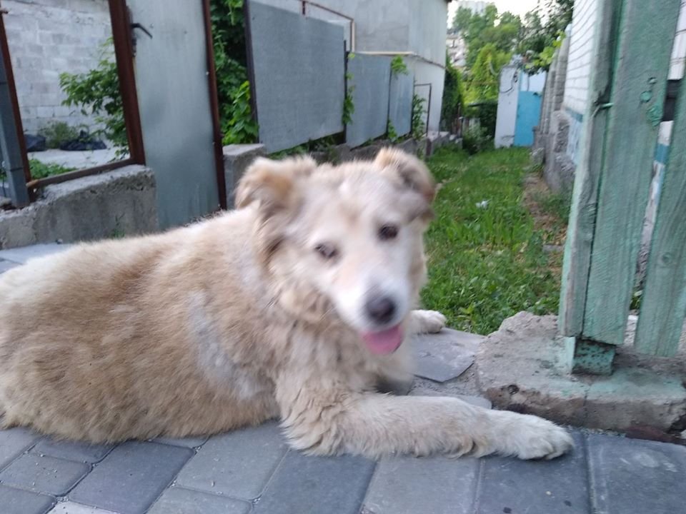 В Днепре пропало много животных: помогите найти 6