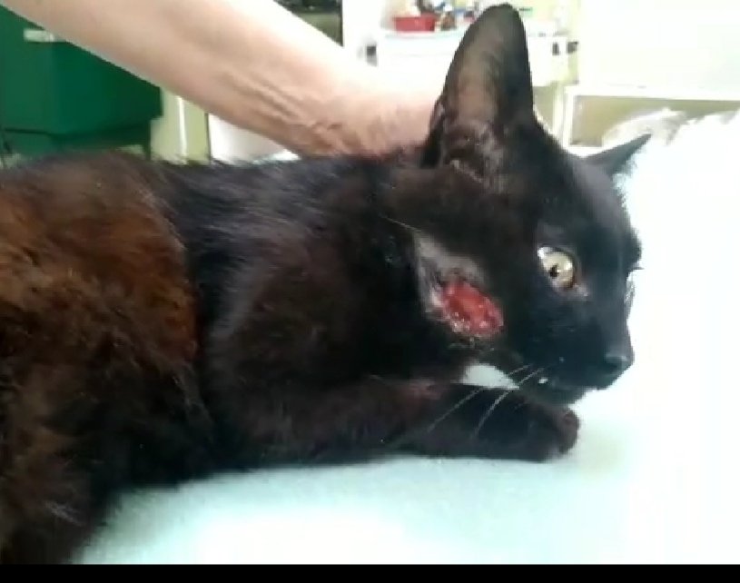 Котику срезали щеку Котику срезали щеку