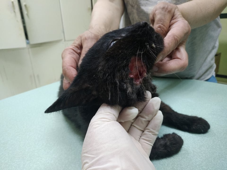 Кузя не может есть Кузя не может есть