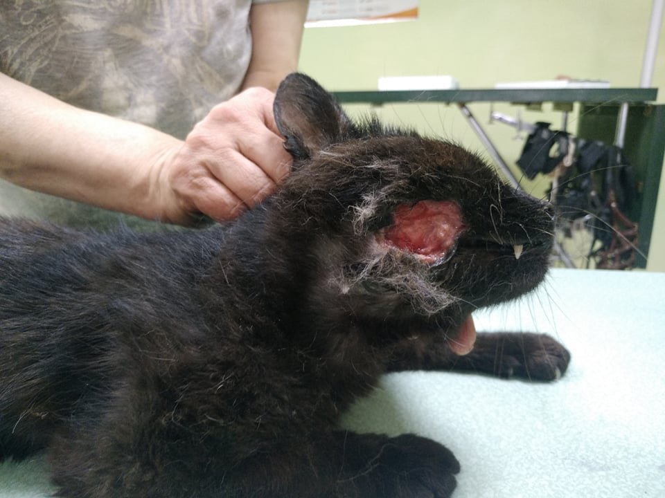 Ему срочно нужна помощь Ему срочно нужна помощь