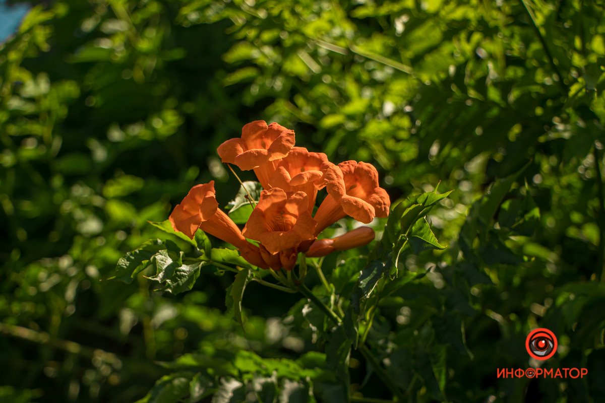 Немного зелени вам в ленту: как выглядит улица Драгоманова в Днепре в летний день 3