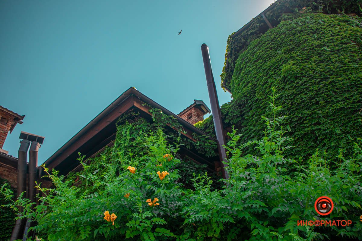 Немного зелени вам в ленту: как выглядит улица Драгоманова в Днепре в летний день 9