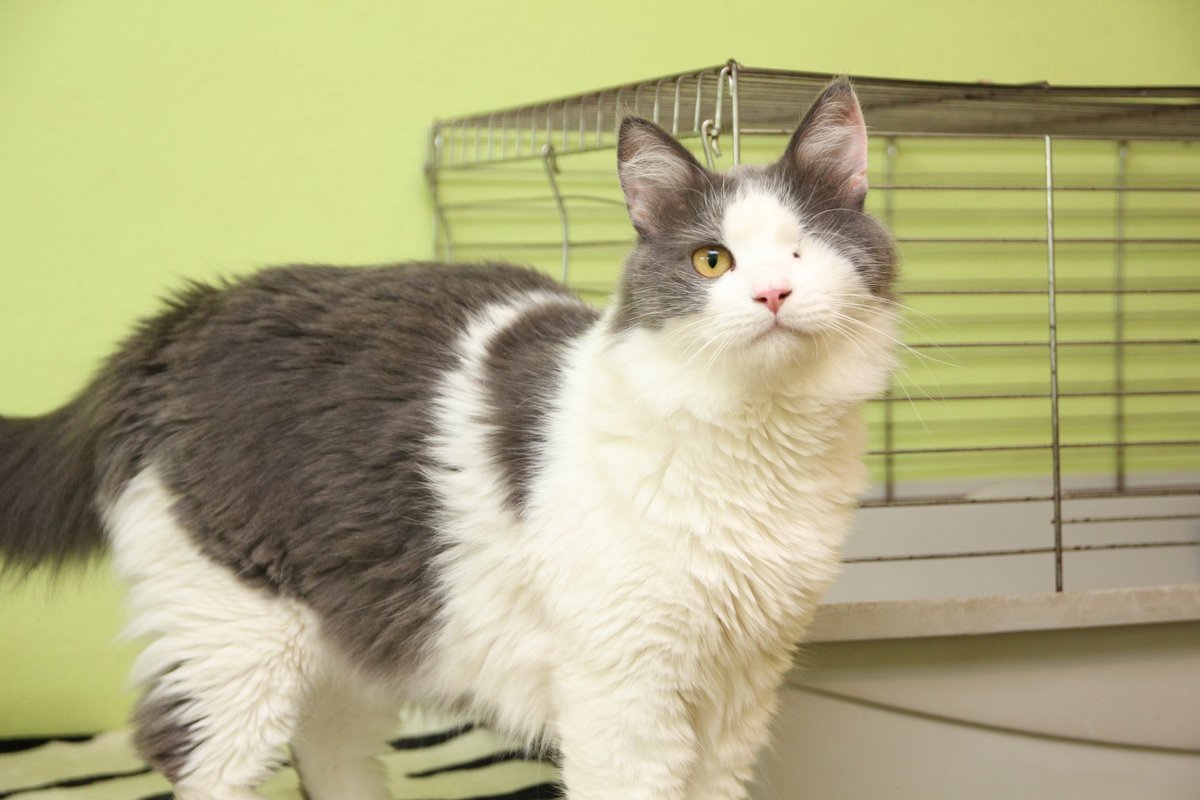 Самый нежный и пушистык пират Самый нежный и пушистык пират