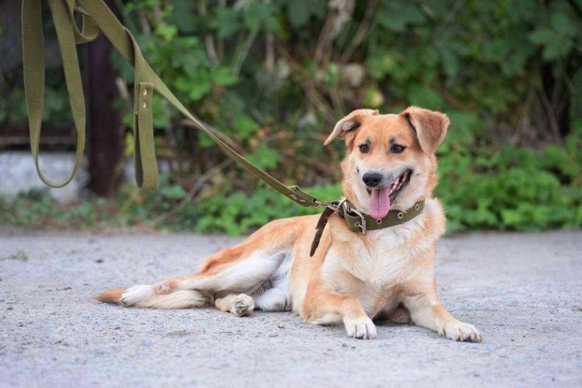 Несмотря на грозный вид, он душка Несмотря на грозный вид, он душка