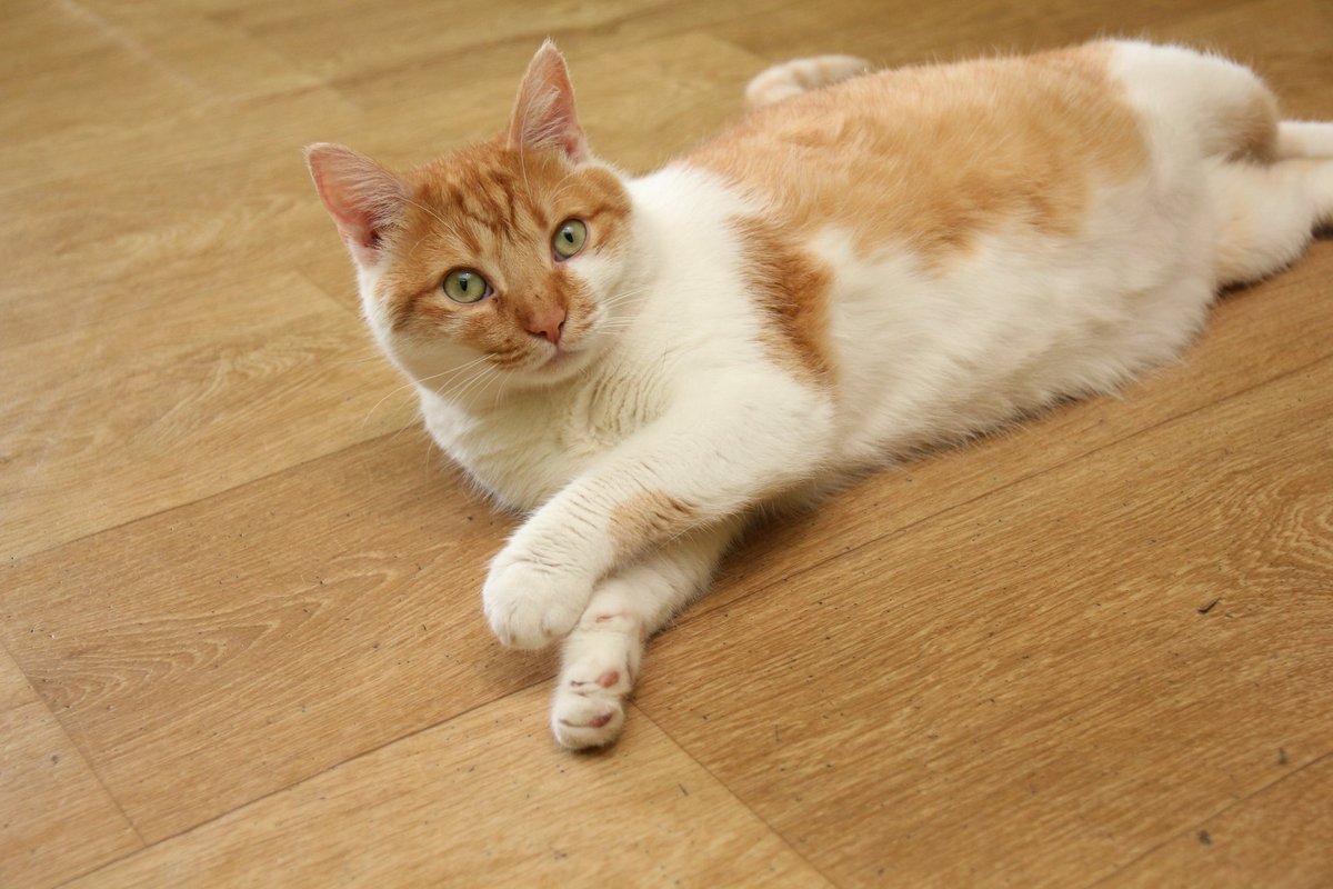 У кота очень забавная мимика У кота очень забавная мимика