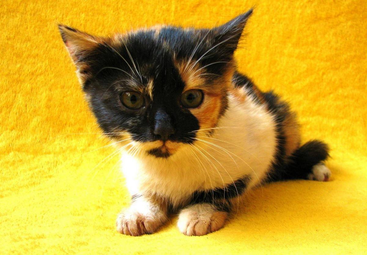 Кроха нуждается в вашей любви и защите Кроха нуждается в вашей любви и защите