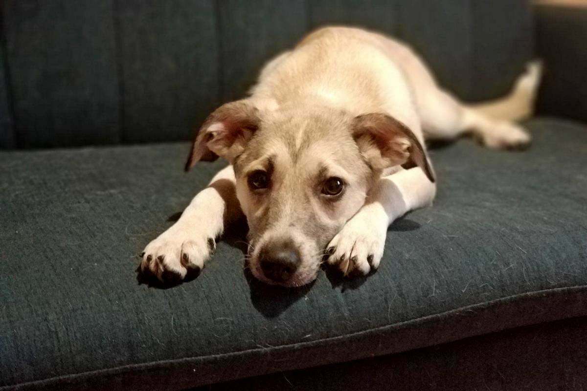 Шладкая шабака Шладкая шабака