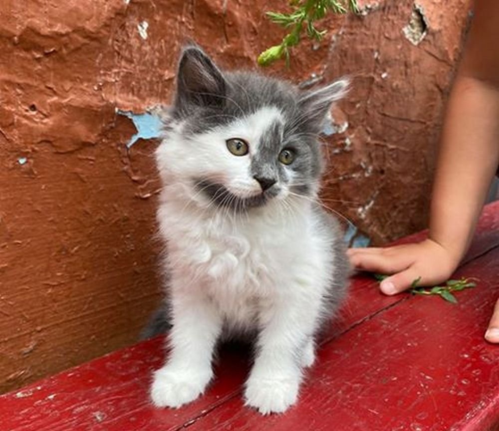 Комочек счастья Комочек счастья