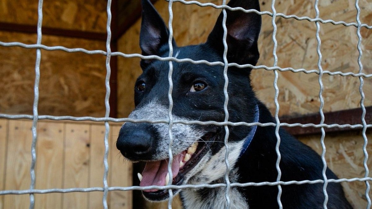 Как помогать бездомным животным в Днепре 2