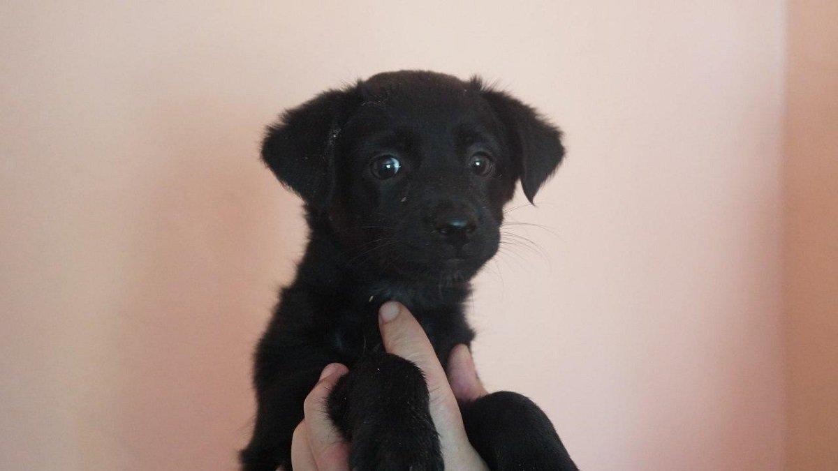 Как помогать бездомным животным в Днепре 6