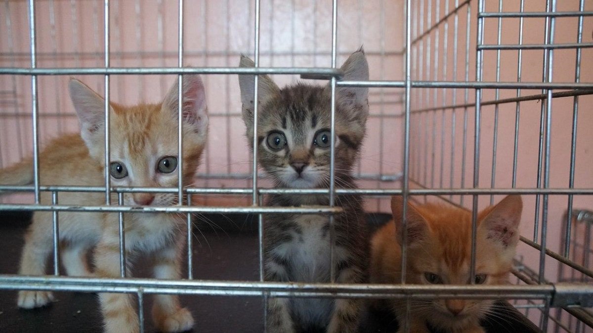 Как помогать бездомным животным в Днепре 7