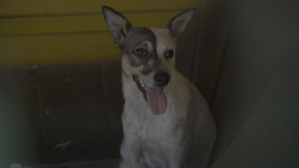 Как помогать бездомным животным в Днепре 8