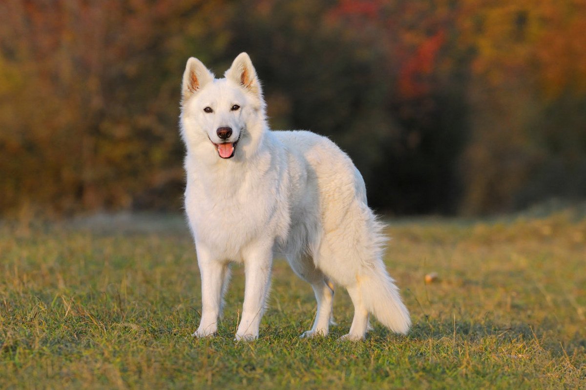 О друзьях человека О друзьях человека