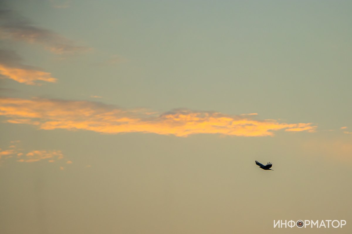Цените ли вы свободу так, как это делают птицы? Обладаете ли вы ею в том же размере? Цените ли вы свободу так, как это делают птицы? Обладаете ли вы ею в том же размере?
