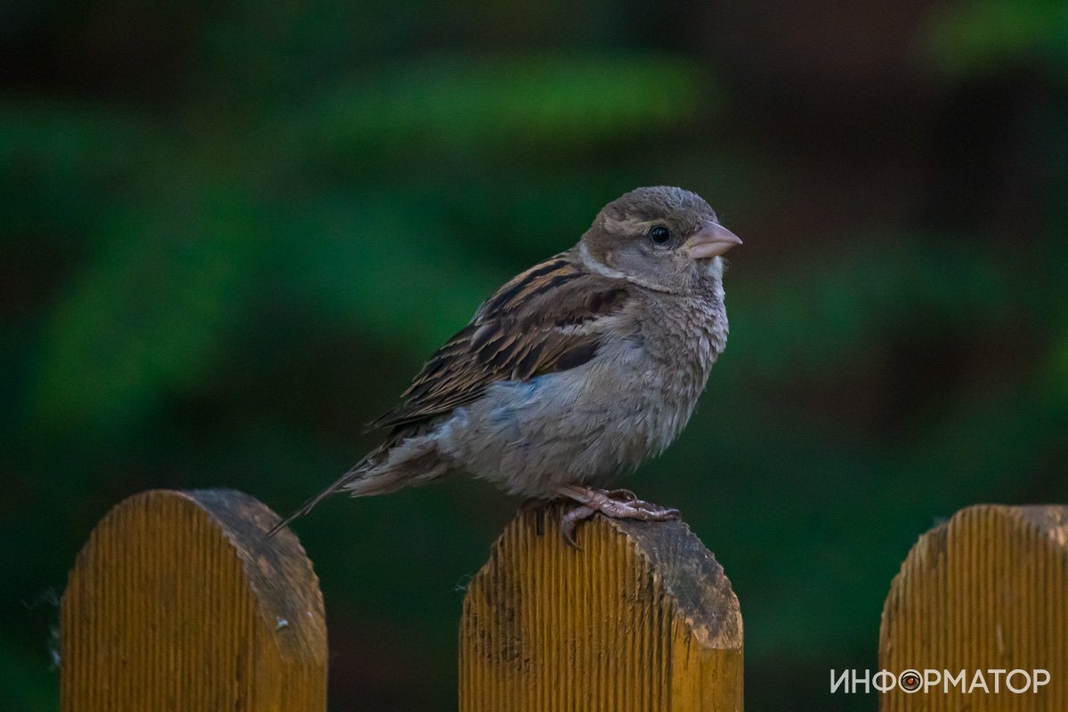 Привет, местный житель! Привет, местный житель!
