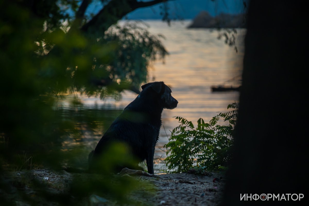 Кто-то еще ждет своего хозяина Кто-то еще ждет своего хозяина