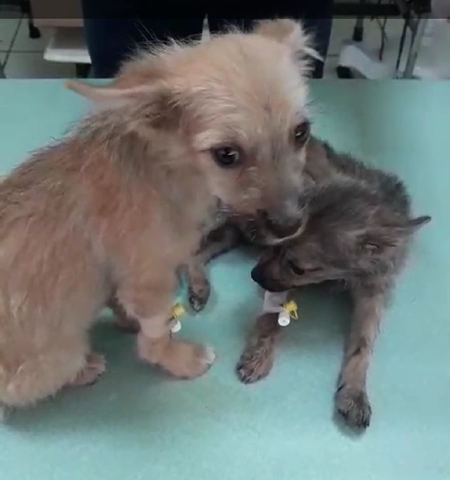 Вся надежда на добрых людей