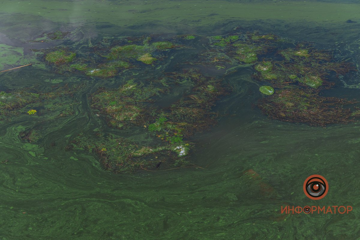 Река Днепр зацвела и покрылась пеной 2