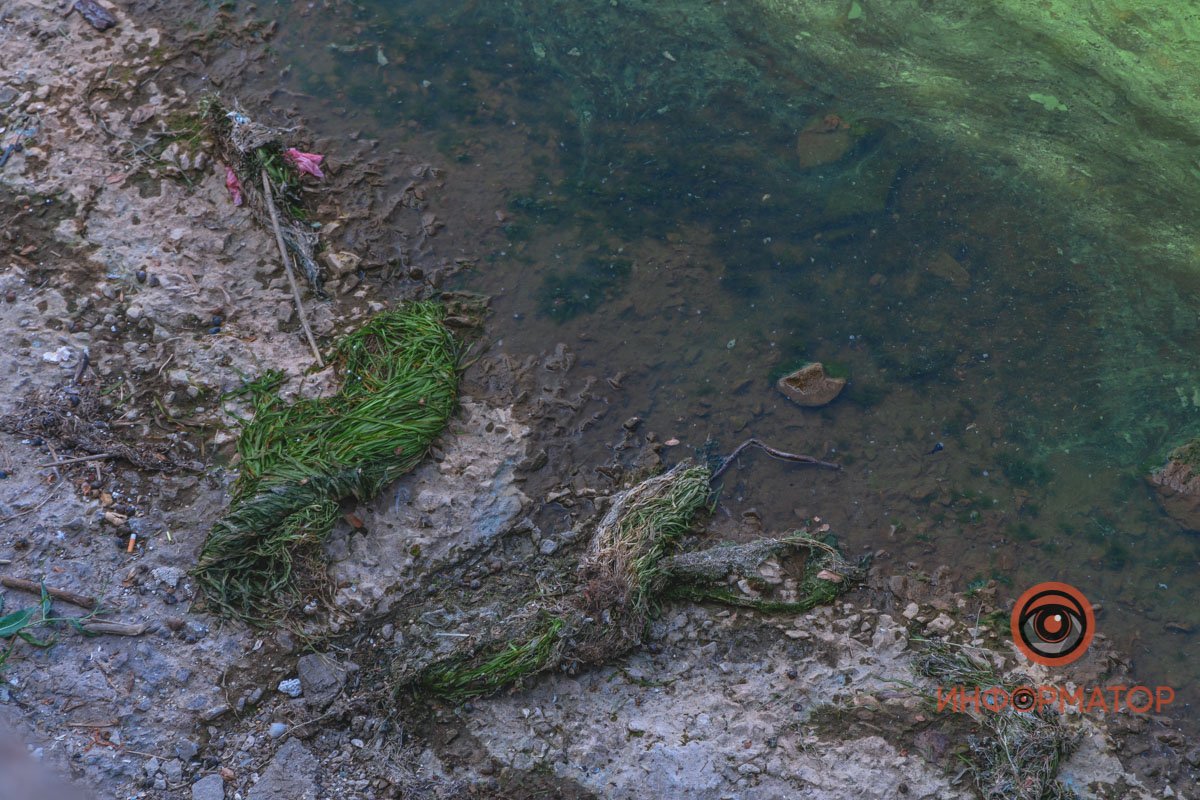 Река Днепр зацвела и покрылась пеной 3