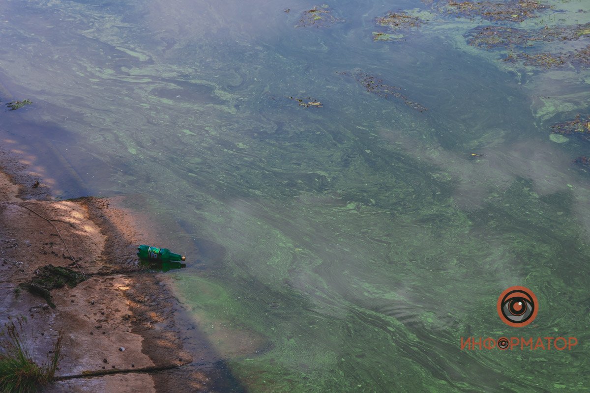 Река Днепр зацвела и покрылась пеной 4