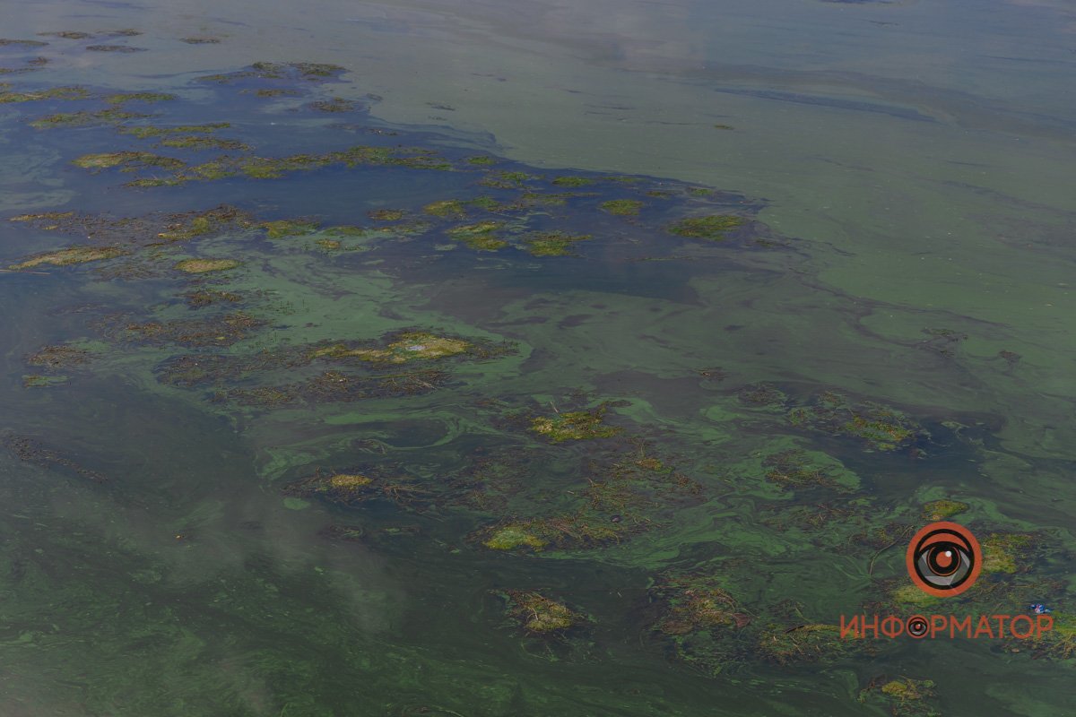 Река Днепр зацвела и покрылась пеной 5