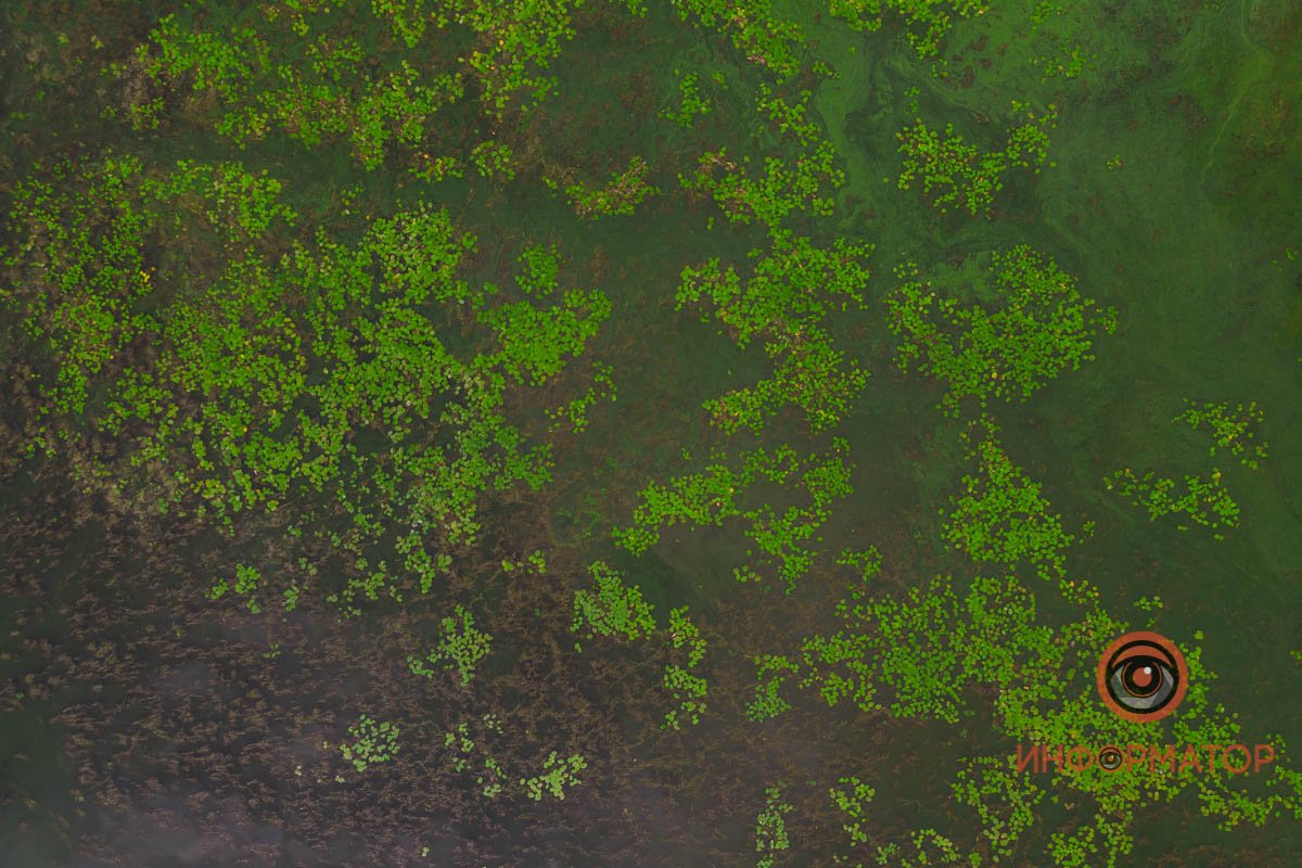 Река Днепр зацвела и покрылась пеной 8