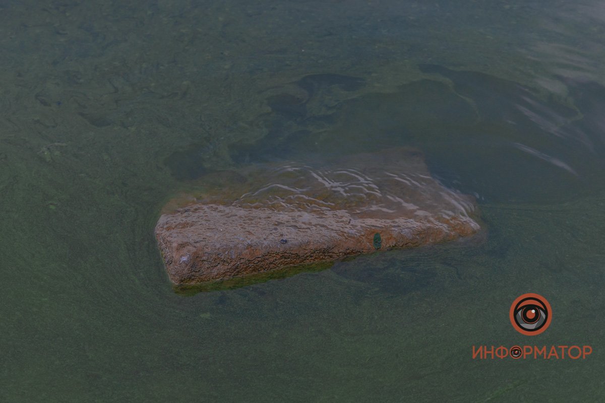 Река Днепр зацвела и покрылась пеной 11