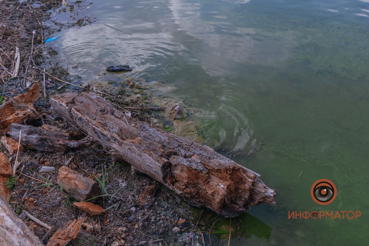 Река Днепр зацвела и покрылась пеной 13