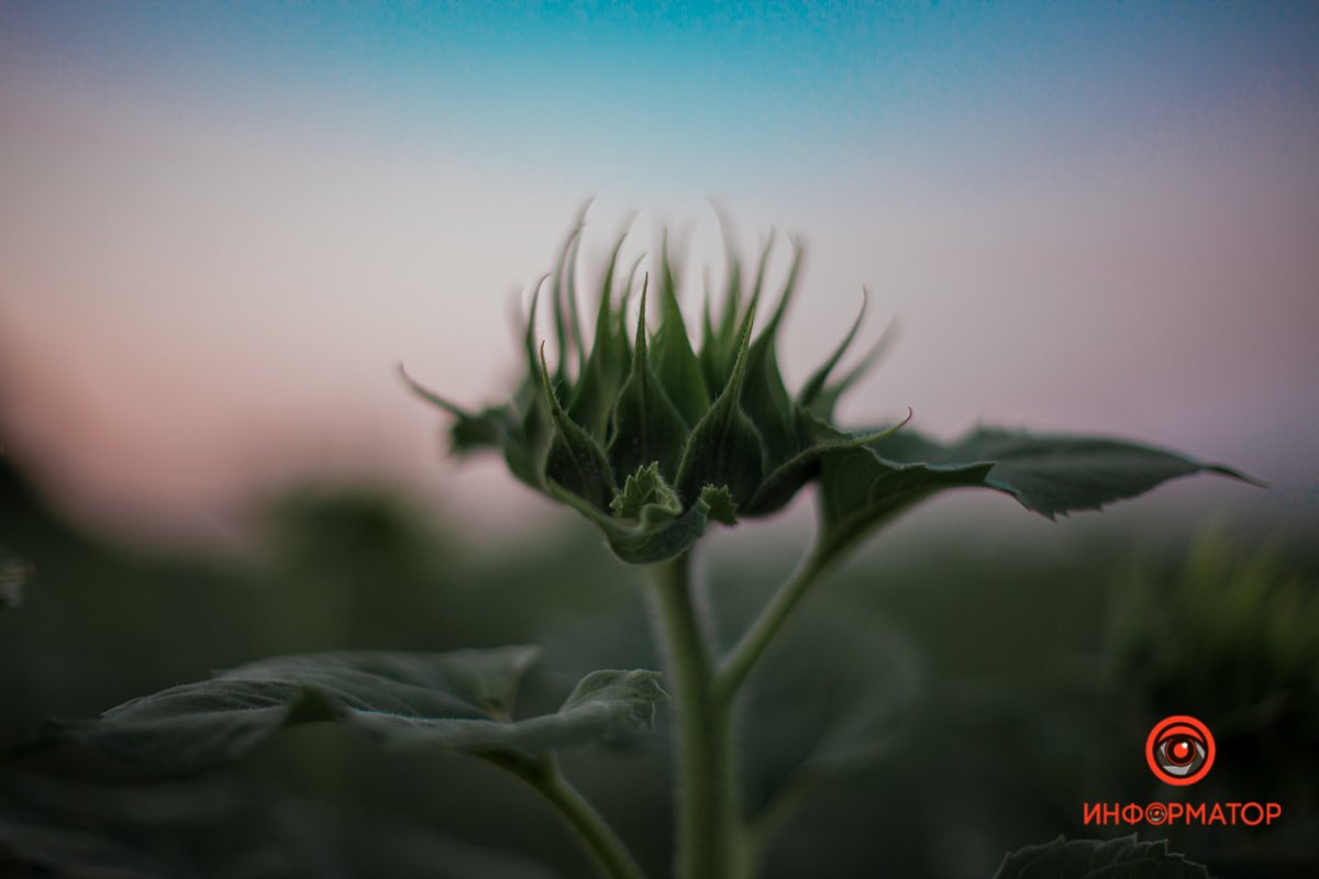 Красота - в глазах смотрящего Красота - в глазах смотрящего