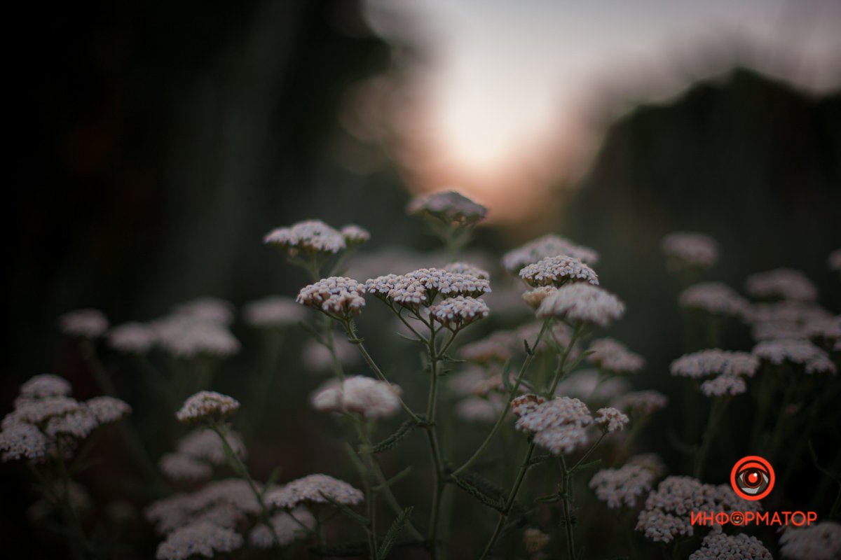 Природа умеет удивлять Природа умеет удивлять