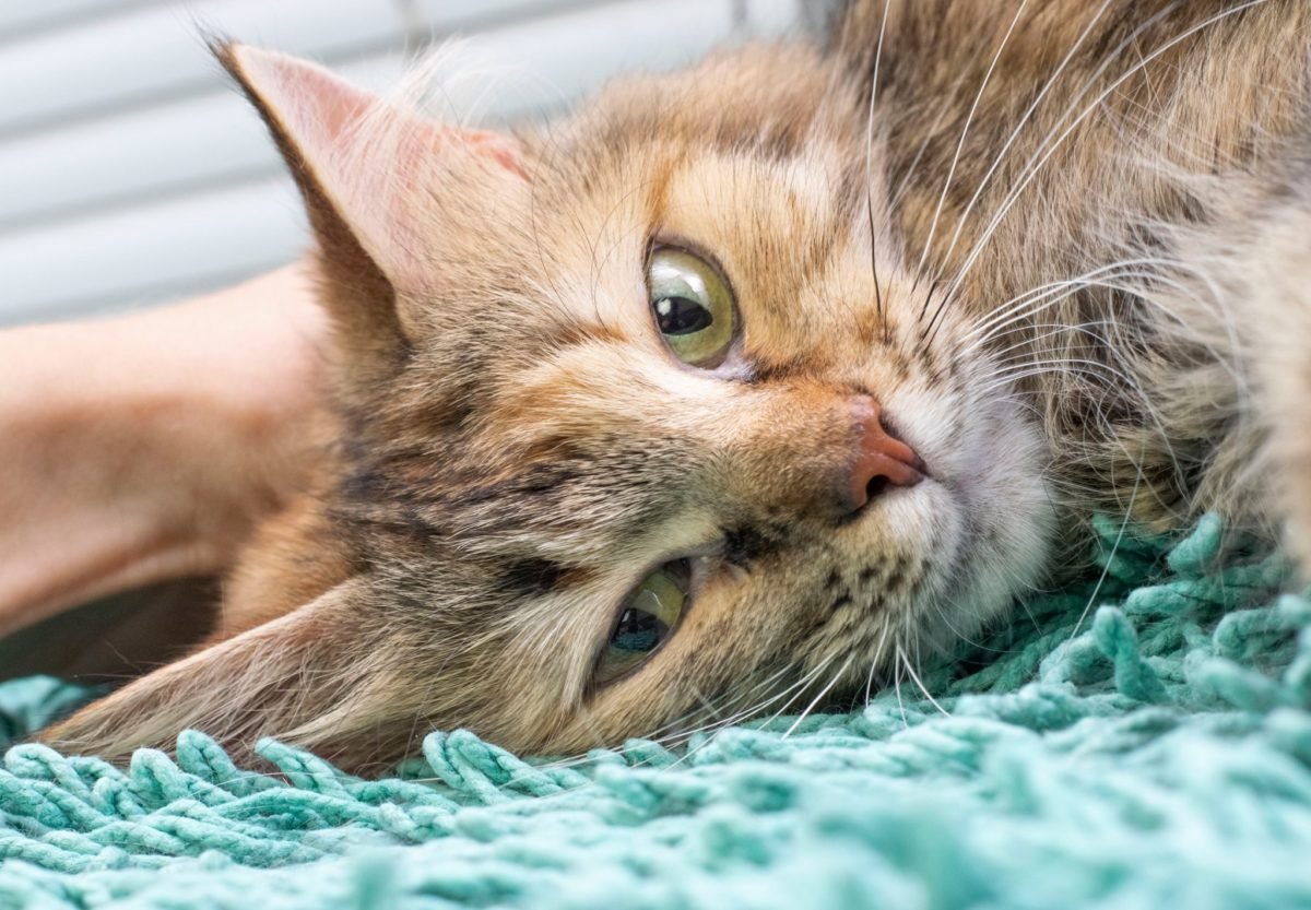 Нежная и чистоплотная