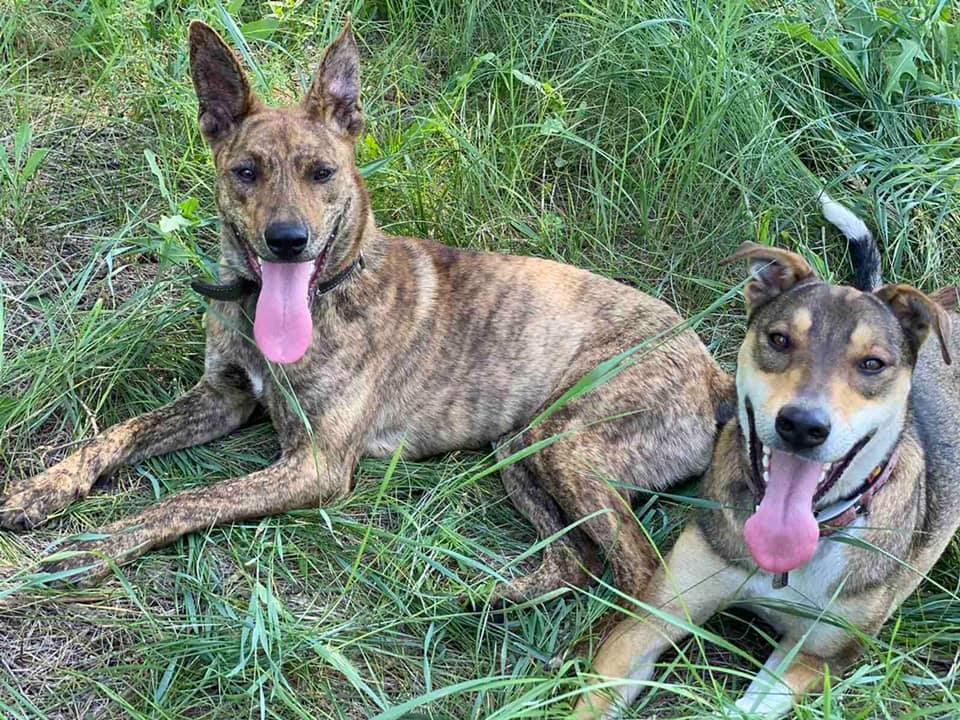 Две красавицы