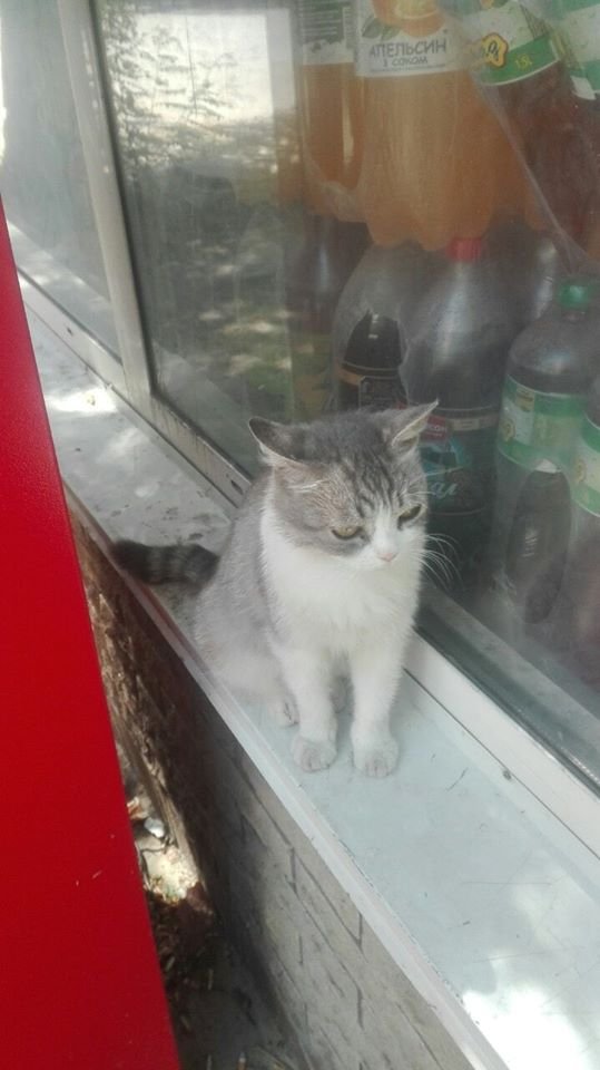 В Днепре пропало много животных: помогите найти 4