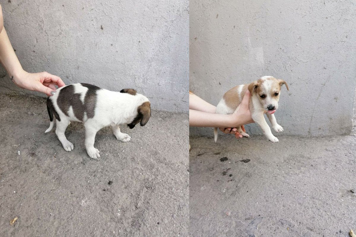 Малышей подбросили под подъезд многоэтажки