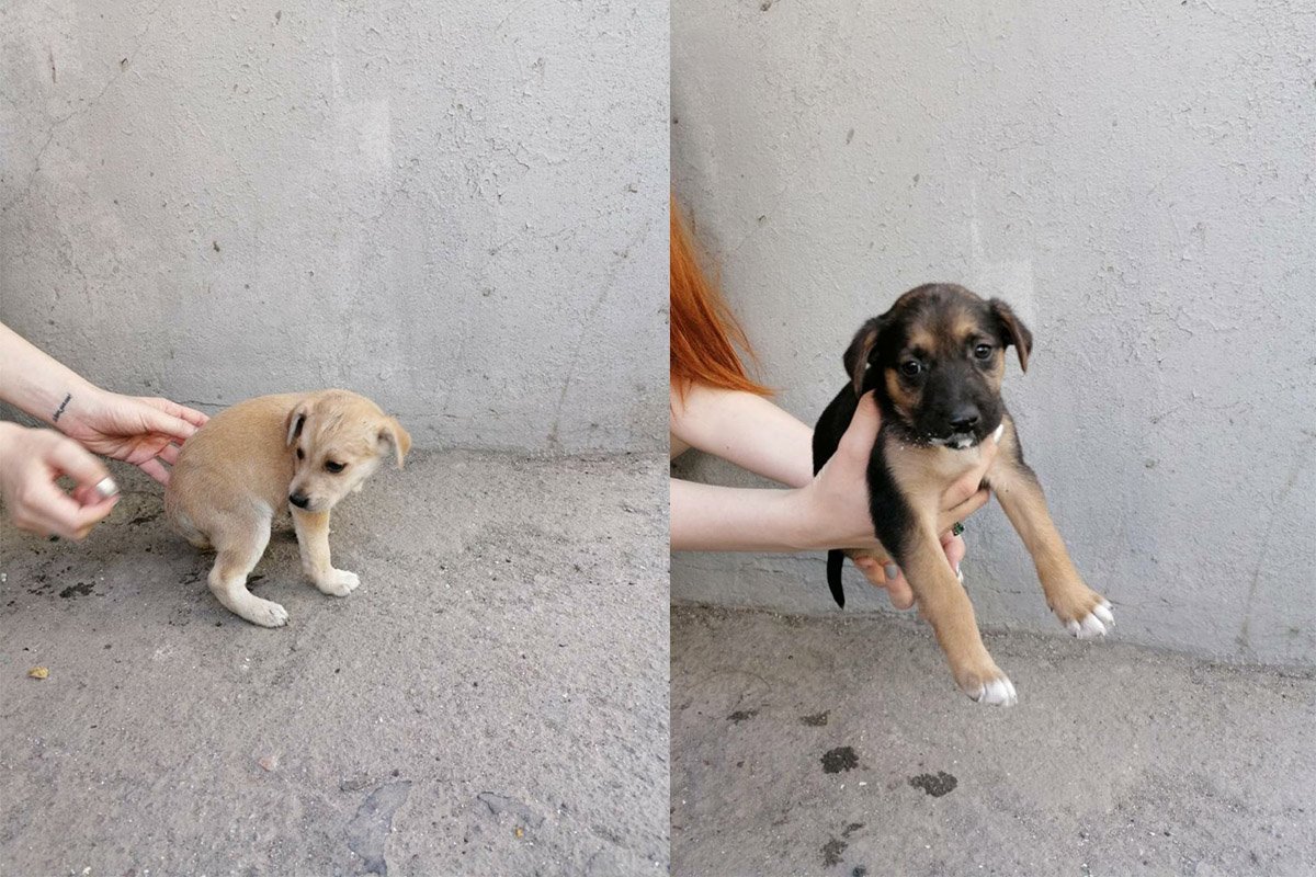 Все здоровые, упитанные и невероятно красивые