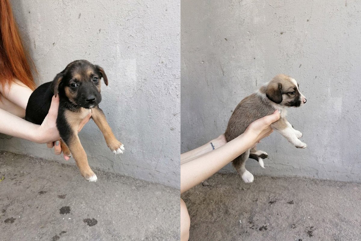 Долго на улице они не протянут. Слишком уж много недоброжелателей вокруг
